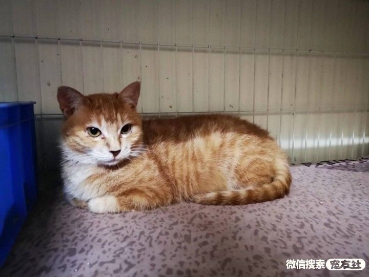 宠物领养、全国宠物*养送**、押金无偿免费领养 20220720