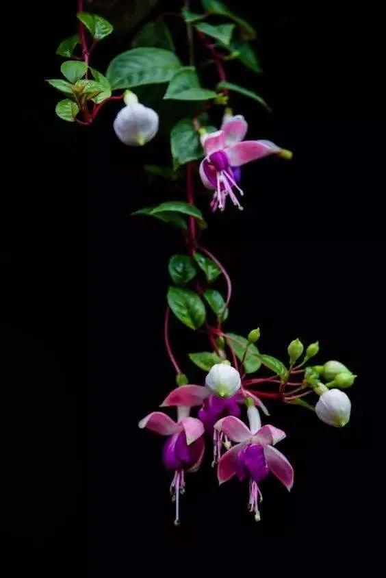 花朵壁纸横版,花朵招财壁纸