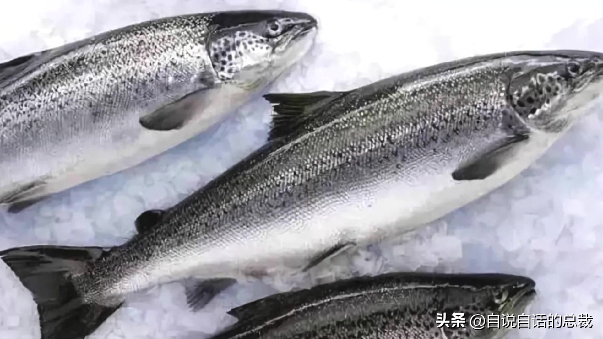 国内的假三文鱼是什么鱼,哪种才是真正的三文鱼