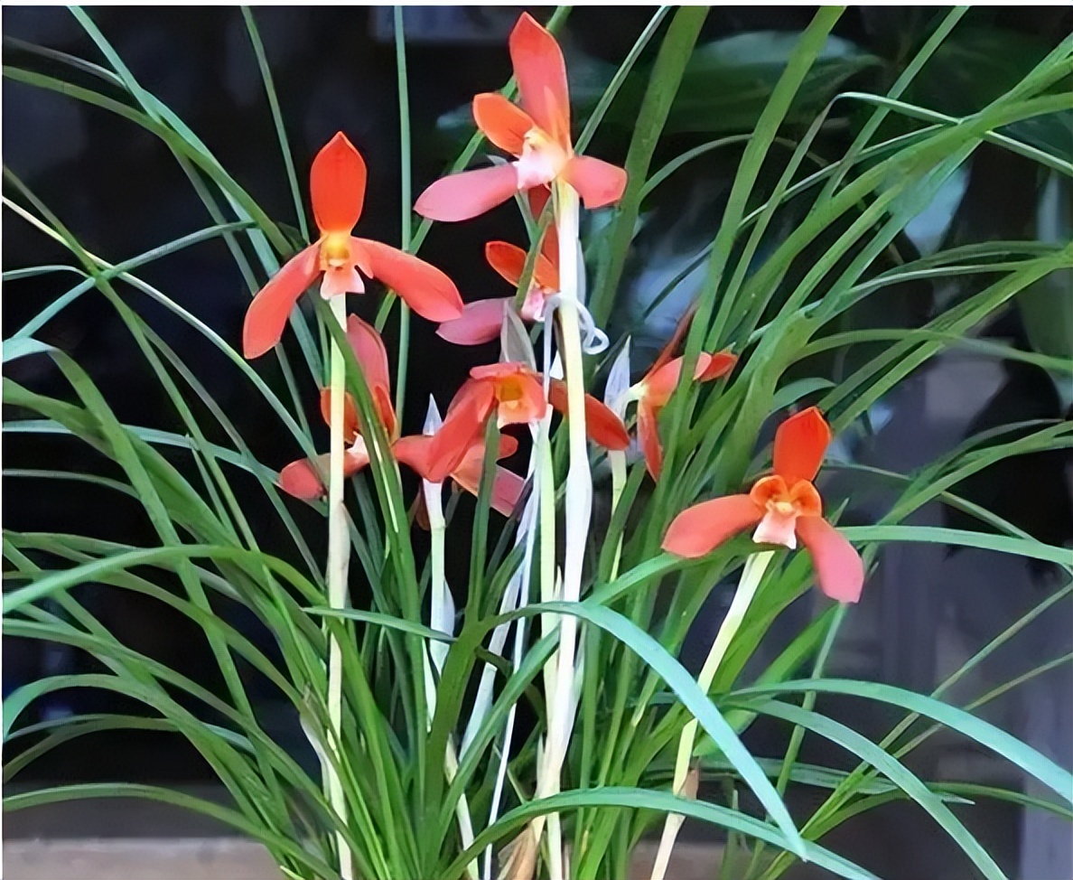 此兰花“红得发紫”，是兰花界的通用粮票，花色独特，曾屡获金奖