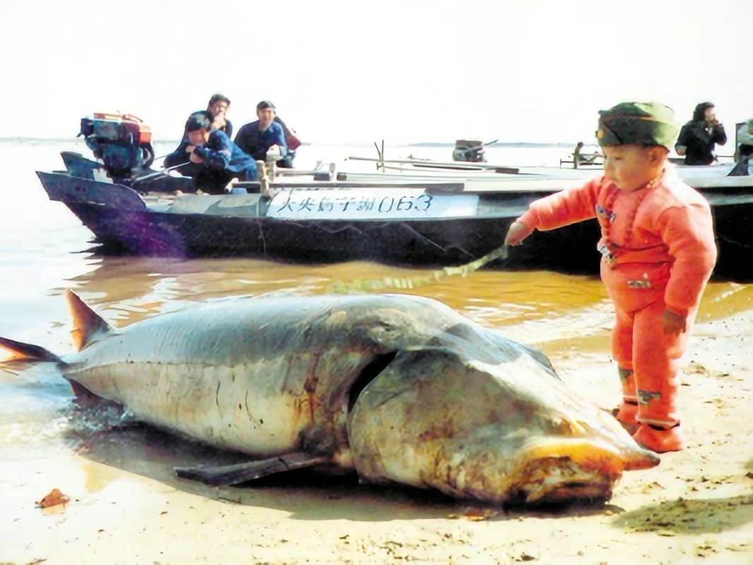世界上发现的最大鳇鱼,黑龙江大鳇鱼是国家保护动物吗