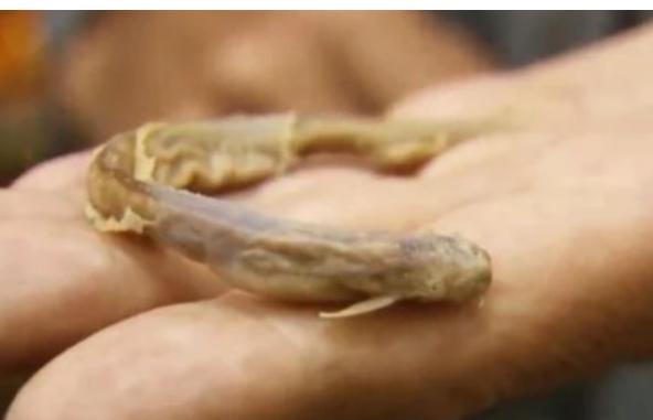 亚马逊“吸血鬼鱼”：专攻男性隐私部位，宿主死亡才离开