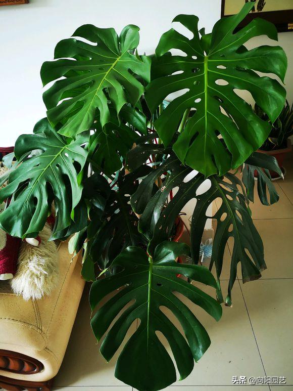 龟背竹剪叶后需要注意什么,龟背竹如何整理叶子