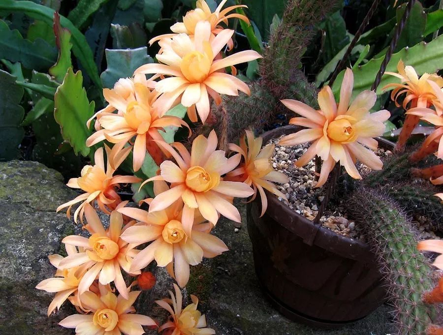 200种·仙人球开花图鉴，大开眼界，美到爆