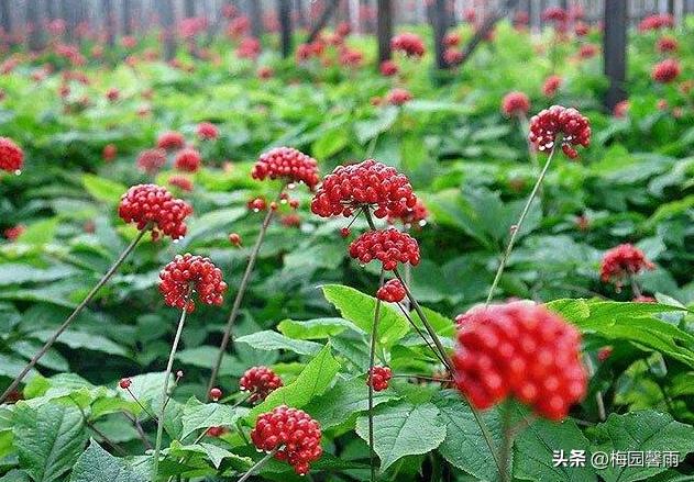 提高免疫力吃冬虫夏草还是西洋参,提高免疫力吃高丽参还是西洋参好