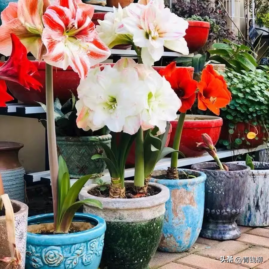 怎么种朱顶红小盆栽,怎样种朱顶红花境才漂亮