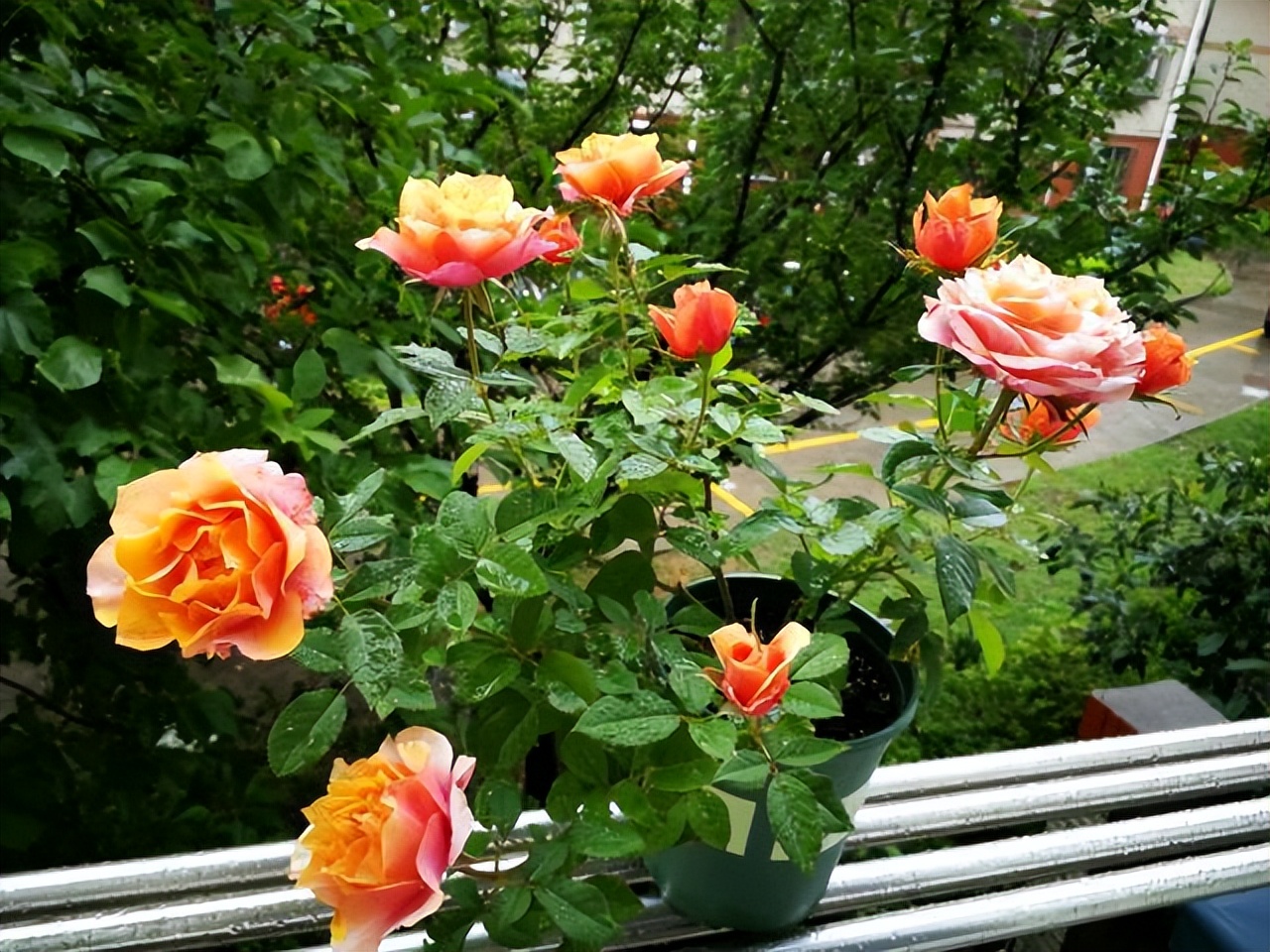 家居养花注意事项,家里养花再贵也要养3种花