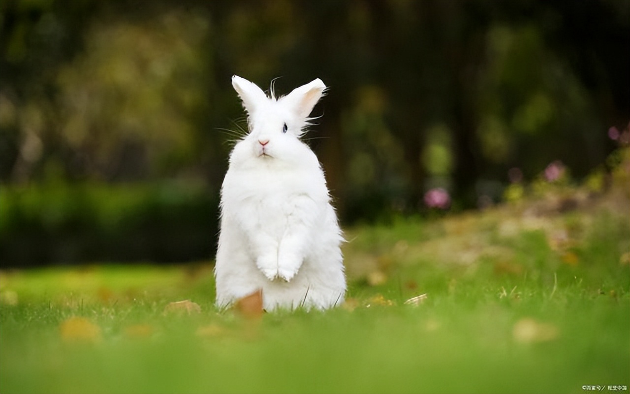 怎样写好小动物作文的技巧,写动物的作文方法与技巧