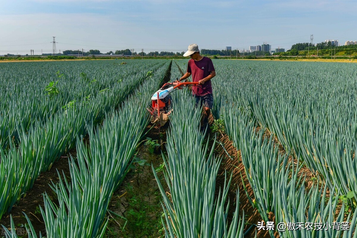 大葱种植多久浇水,大葱的种植技术及播种时间