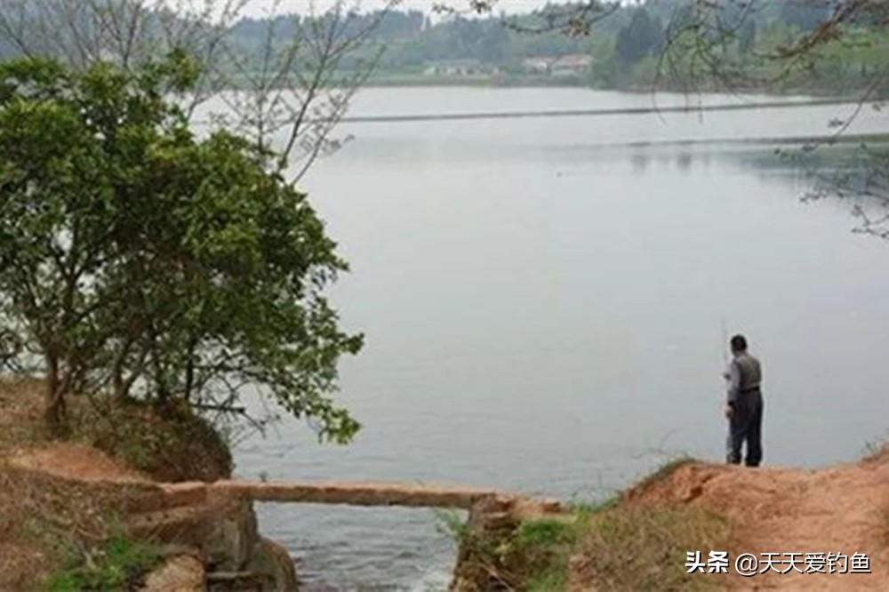 三伏天钓鲫鱼水层,伏天野钓技巧