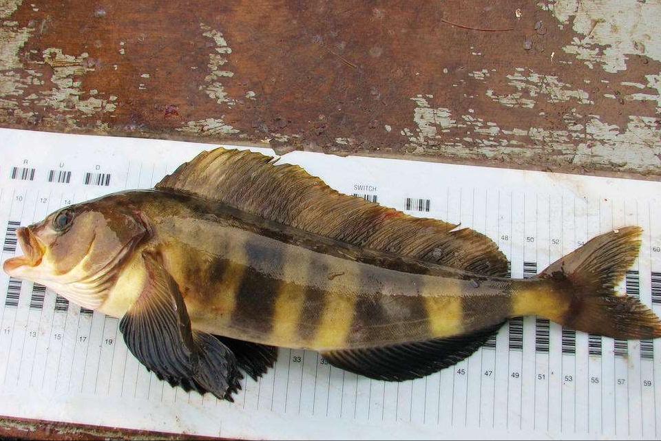 入秋后买海鲜，别忘挑5种“海鱼”，野生海鱼居多，肉质嫩还便宜