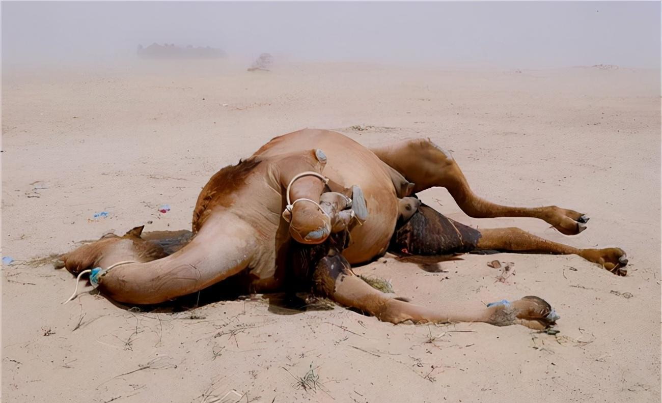 骆驼免疫球蛋白,骆驼的免疫方法