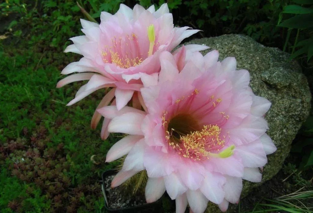 200种·仙人球开花图鉴，大开眼界，美到爆