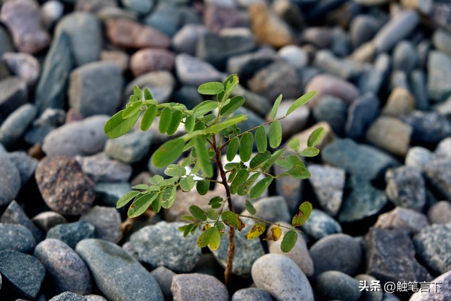 生命的本身其实是纯粹而干净的,生命的本身价值是什么
