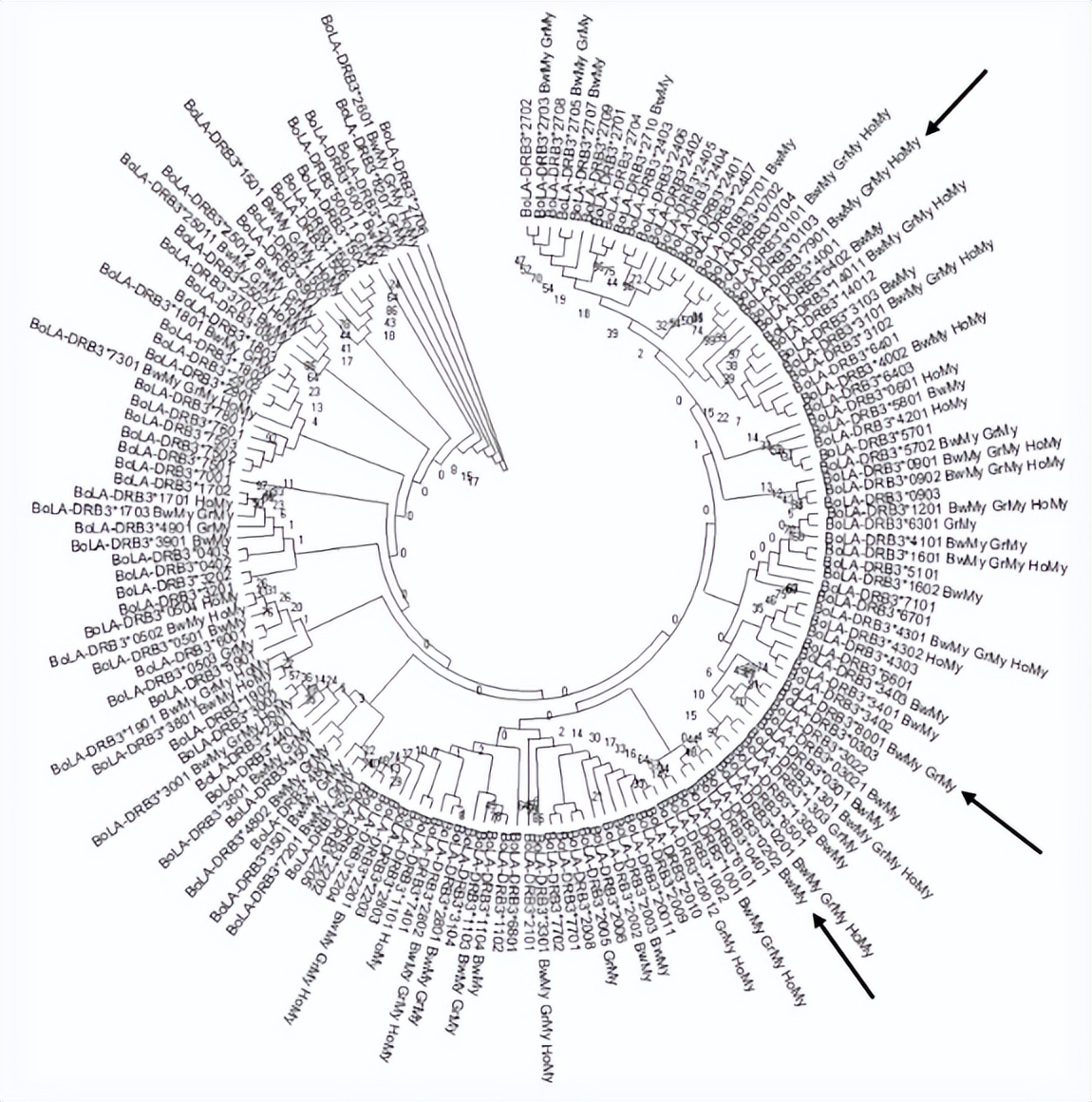 法国牛品种有哪些,全世界牛的种类和分布