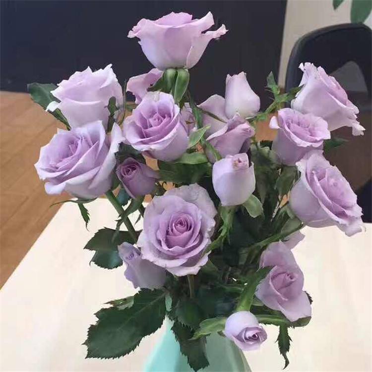 玫瑰花有几种颜色各代表什么意思,不同颜色的玫瑰花表示的寓意不同