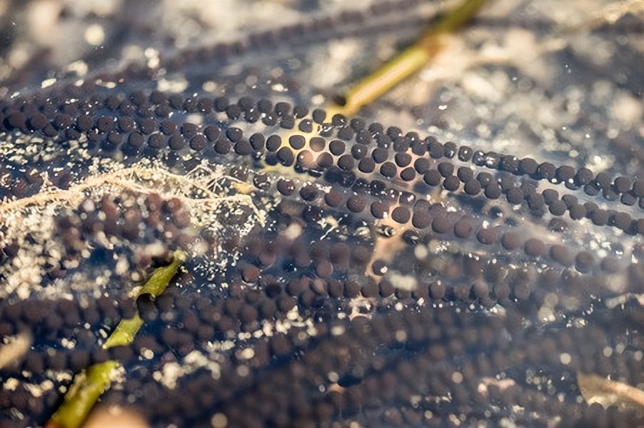 云南独龙江大量金蟾集结，网友：此乃祥瑞之兆，见金蟾就发大财！