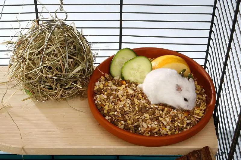 什么宠物对纯素食者最好,好养且可以食用的宠物有哪些