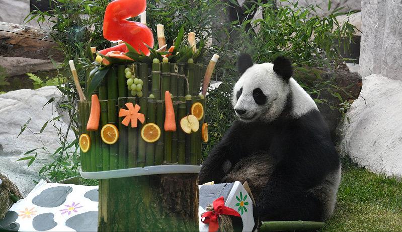 万人*愿请**国宝回家，留美熊猫遭遇了什么？