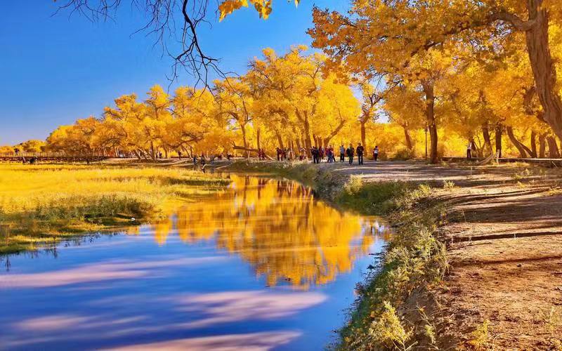 【临夏林草文化】科普篇‖胡杨铁骨千年铸，沧桑燃尽度春秋