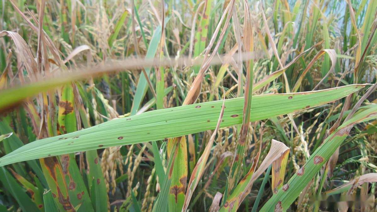 美秘密研发大杀招，美曾带走16400份安徽人血样，基因*器武**成真？