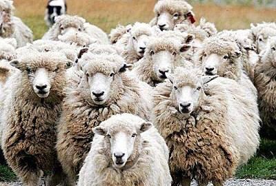 悬崖上的羊视频大全,在悬崖上走的羊