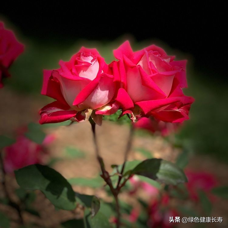 世界花园风景,世界花园