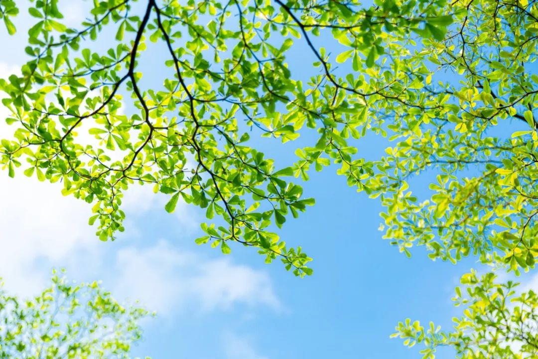 描写夏日荷花的经典诗词,夏日荷花诗句经典