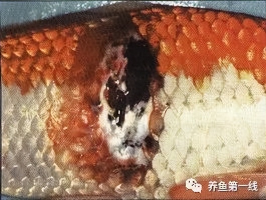 水生生物大盘点,水生生物多图排版