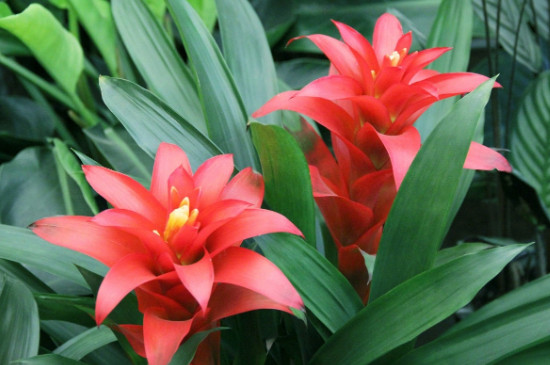 鸿运当头只能开花一次吗,鸿运当头一般多久开花