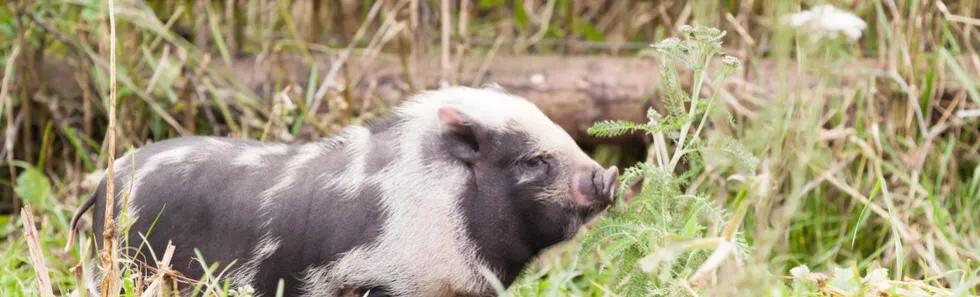 小猪佩奇古诗词故事,小猪佩奇游子吟