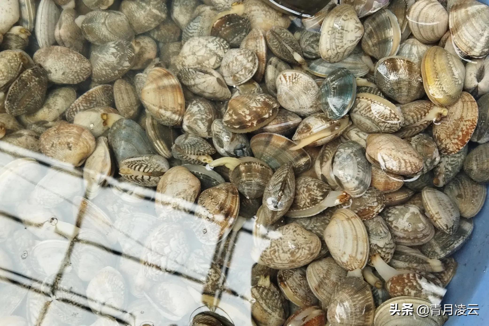 海鲜市场常见海产品图鉴,海鲜市场常见海产品图鉴表图例