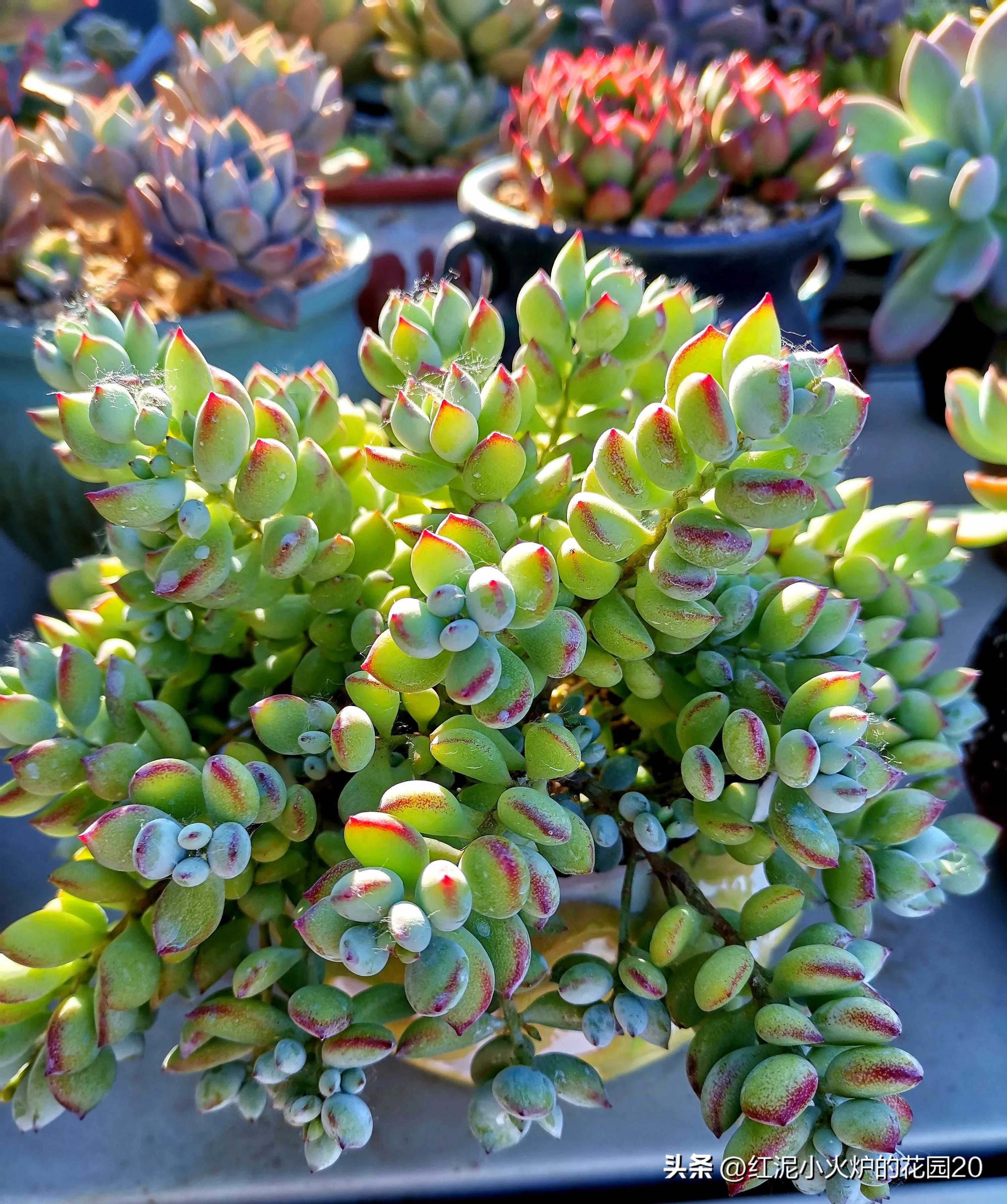 那些年我踩过的雷,那些年我踩过的坑原视频