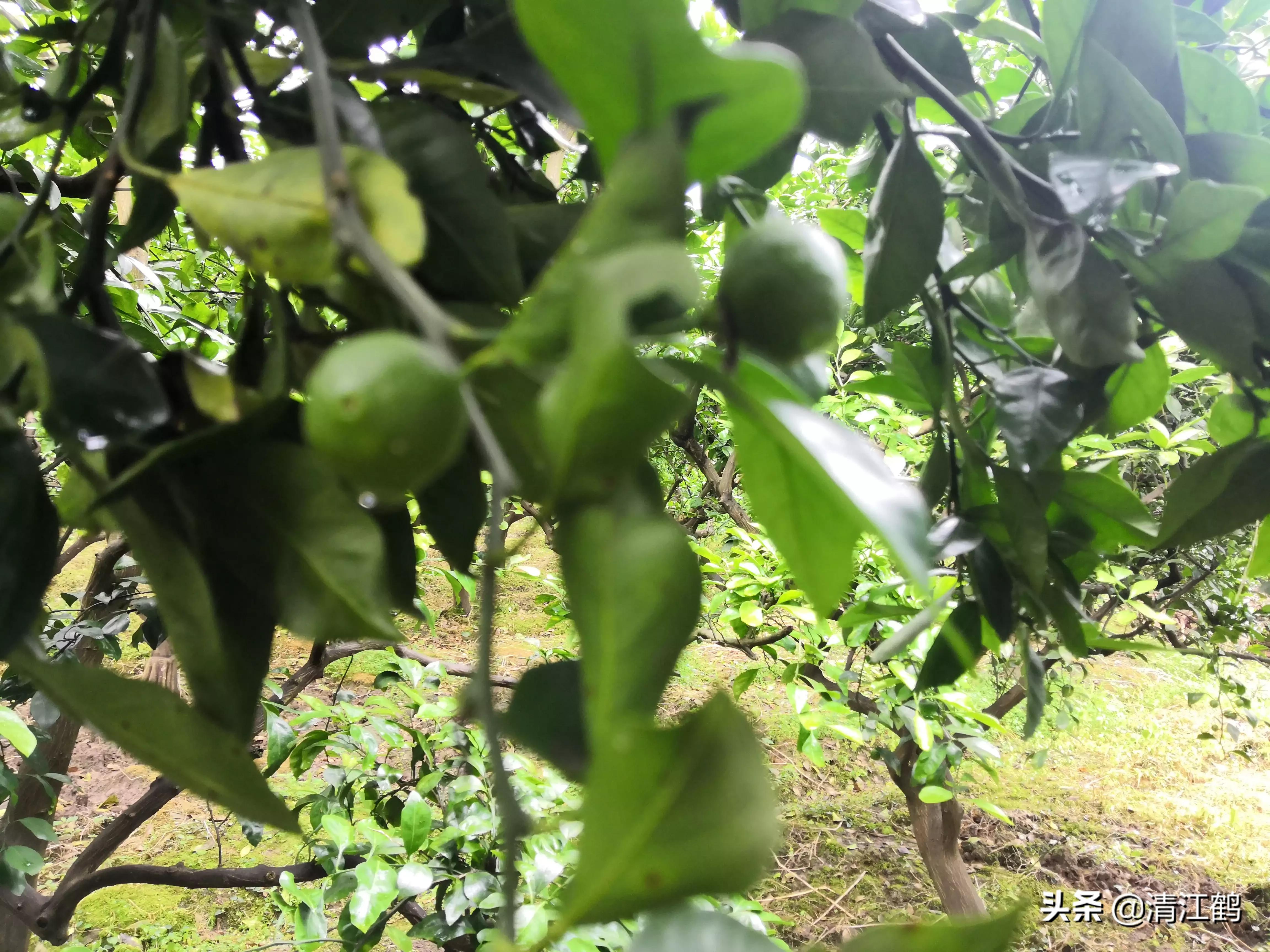 黄龙病的最新防治方法,黄龙病怎么治效果最好