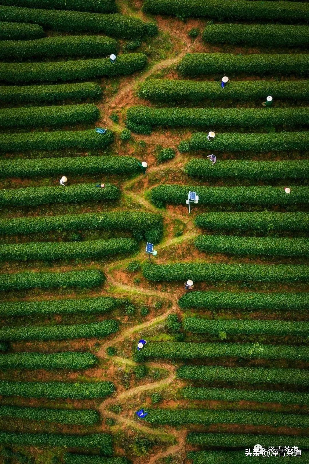 中国茶叶第一产茶大省,陕西中国茶叶第一大省