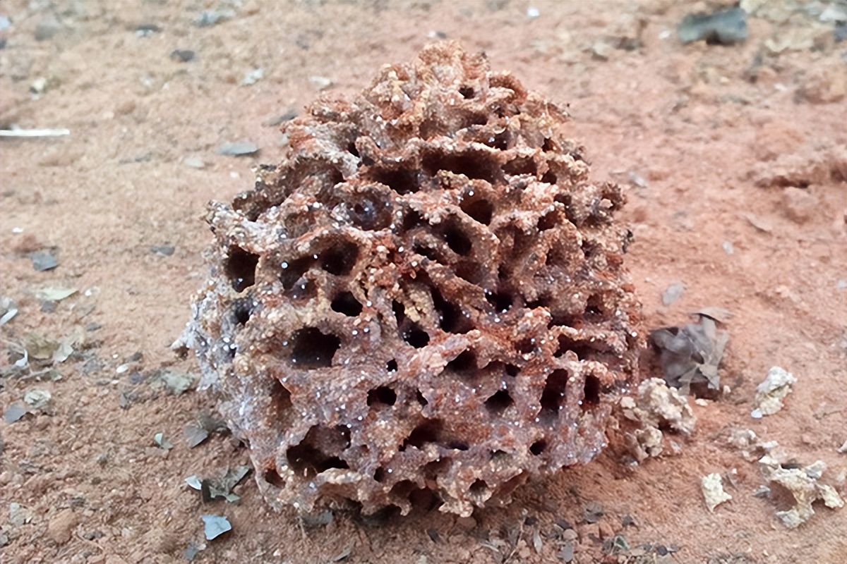 汕头林胜白蚁防治中心上门灭白蚁,清远白蚁防治研究所除白蚁多少钱