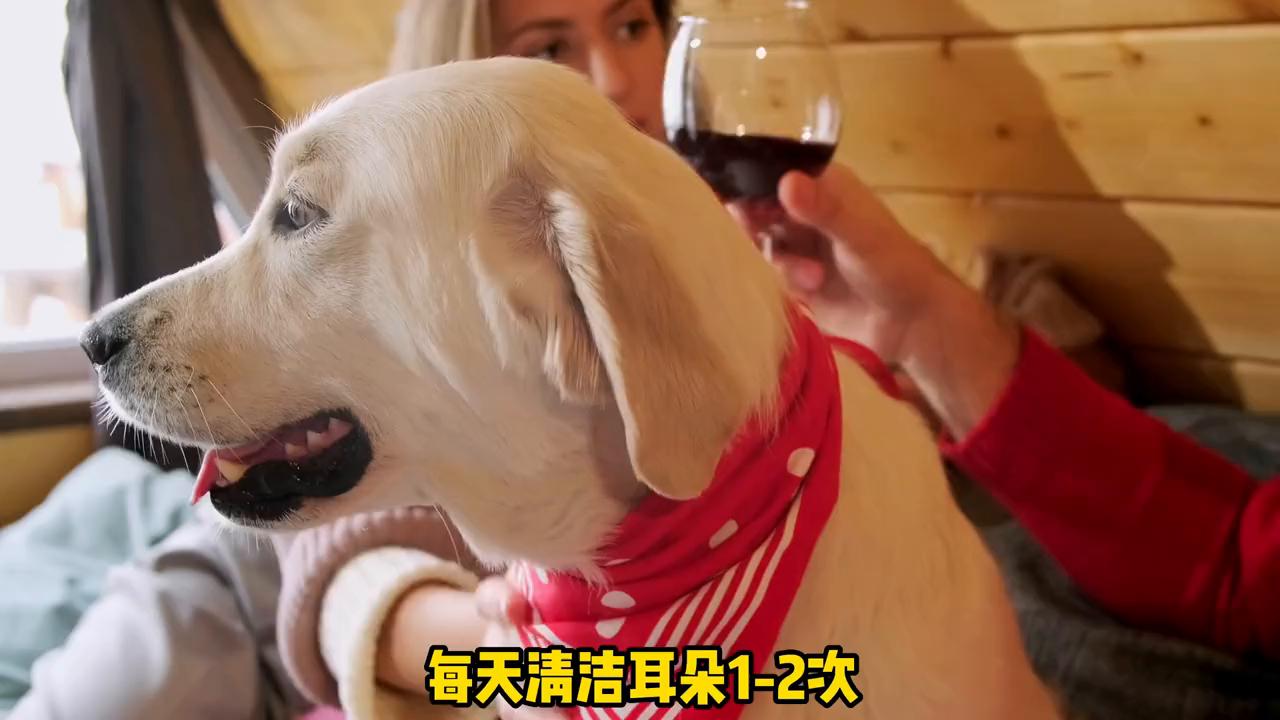 狗狗身上的味道是从哪里发出来的,怎么去除狗狗身上的味道