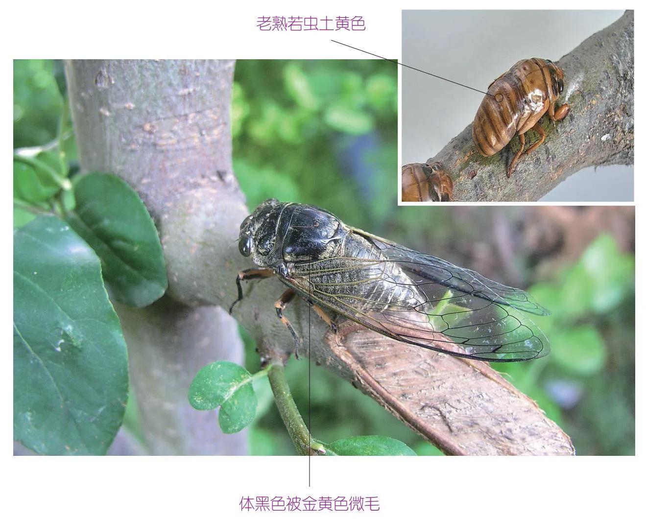 30种可以吃且美味的虫子图,33种昆虫图片大全