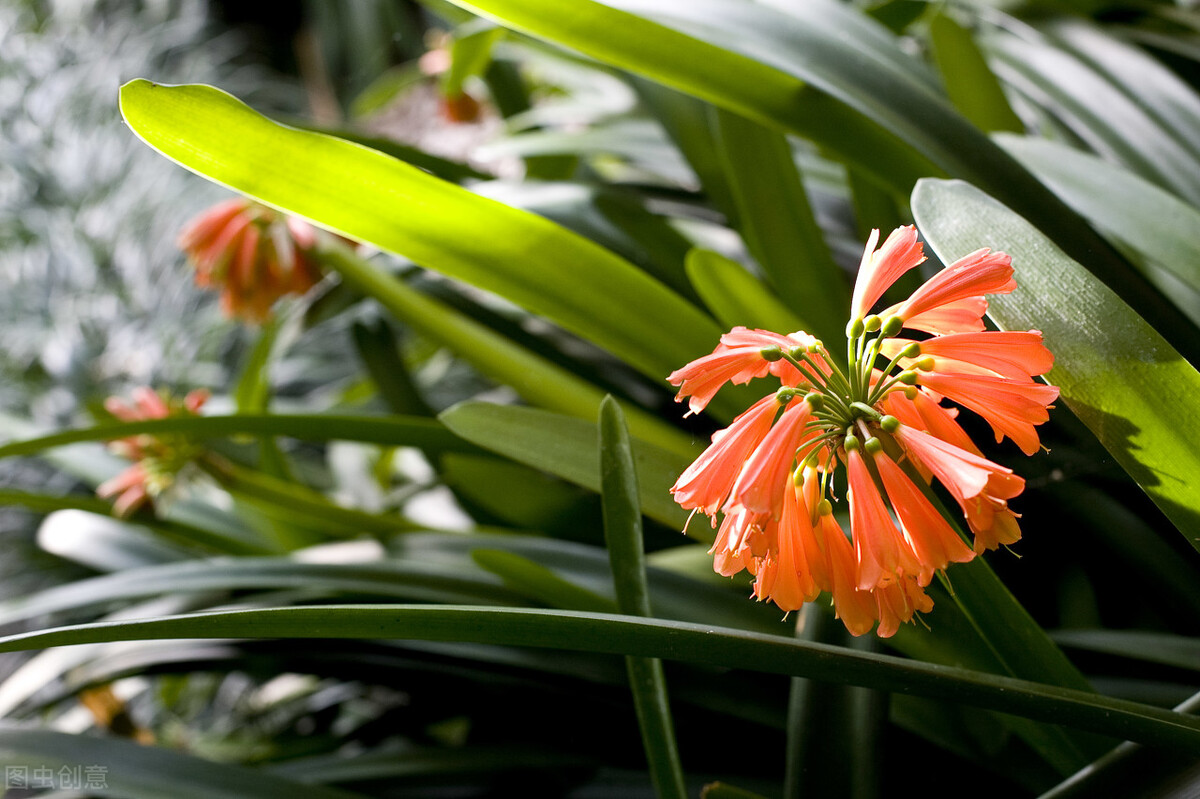 太实用了！45种常见植物养殖方法大全