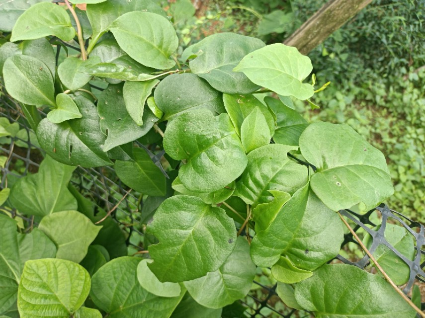 外形似何首乌，闻之有鸡屎味，用来做菜却是民间美味，你可吃过？