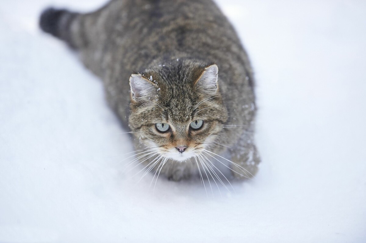 猫为什么越来越粘人去哪里都跟着,猫为什么最近老是喜欢粘人