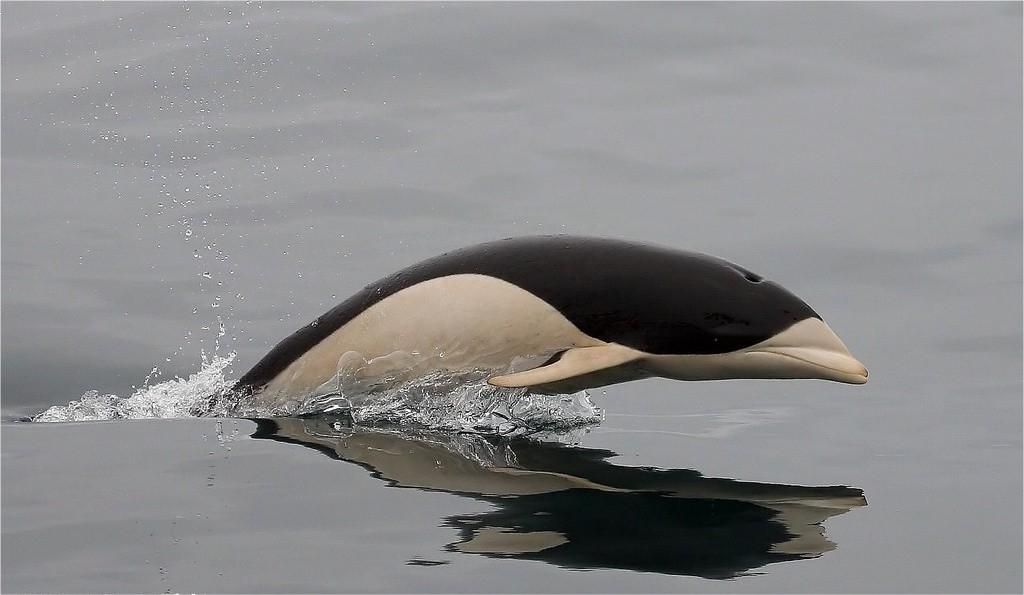一张图看懂神奇动物,这些罕见的神奇动物到底有多可怕
