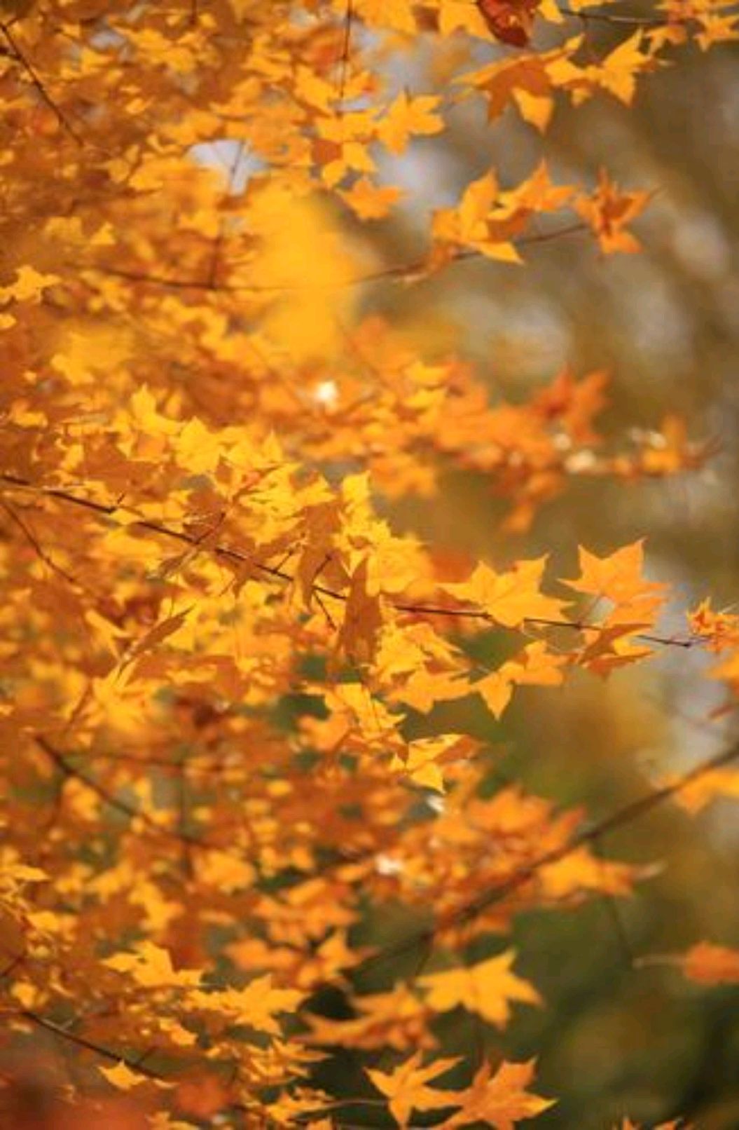 以秋天为主题重点表达情感散文,秋天是一种心境散文