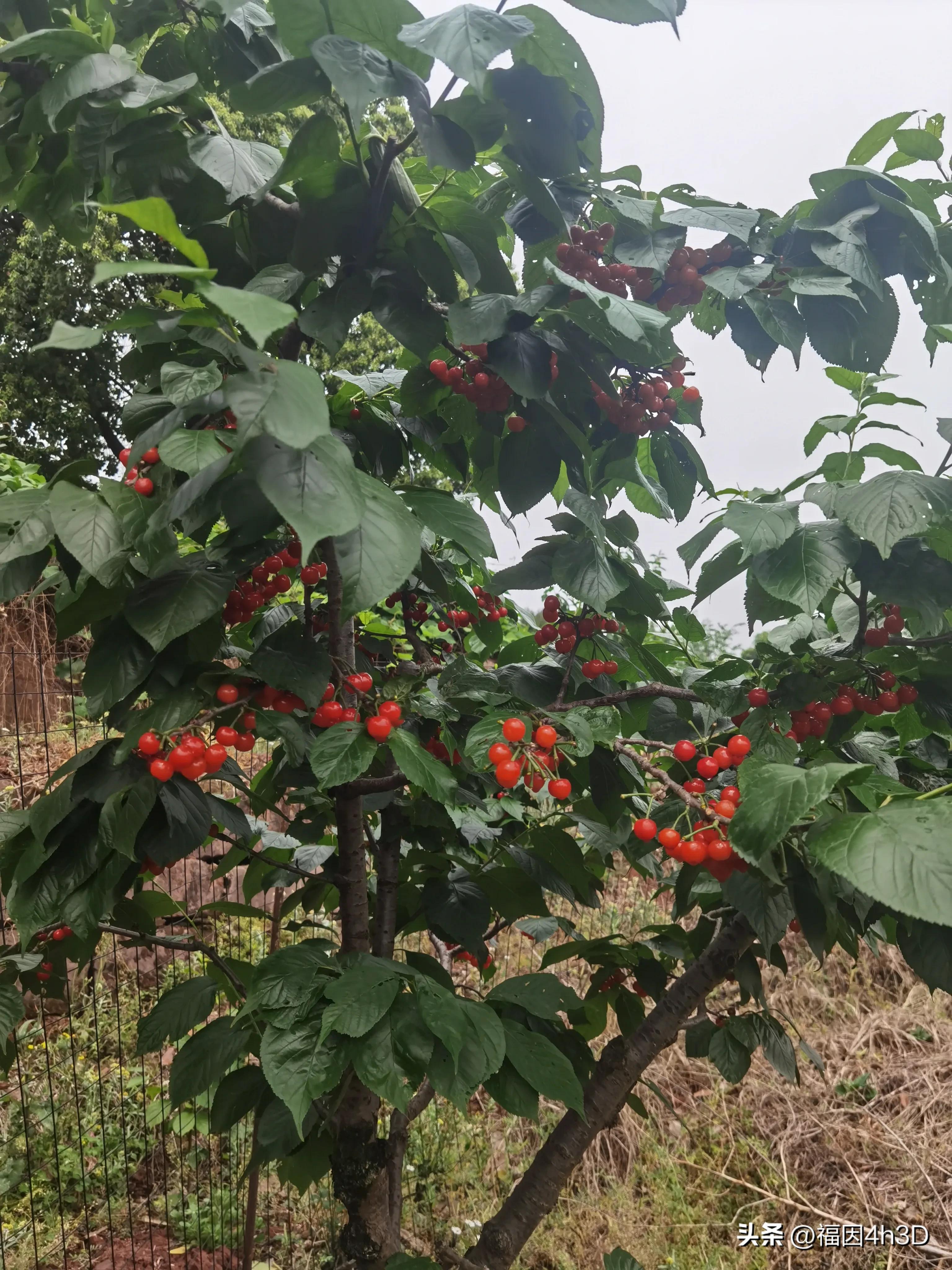 缁挎潵鏄綘灏忚鍏ㄦ枃闃呰绛旀,缂樻潵鏈変綘