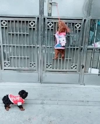 哪种狗聪明智商高,不要小看了狗狗的智商