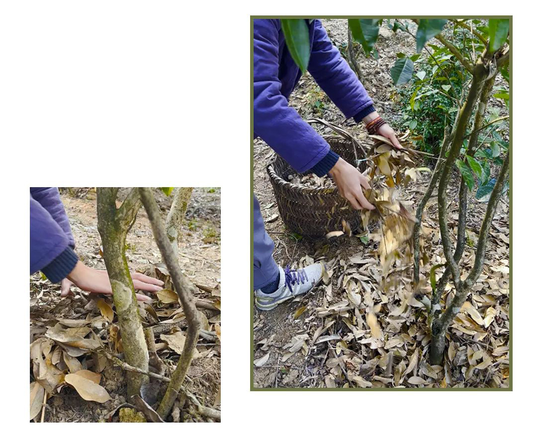 体验茶的独特韵味,探寻茶的乐趣视频
