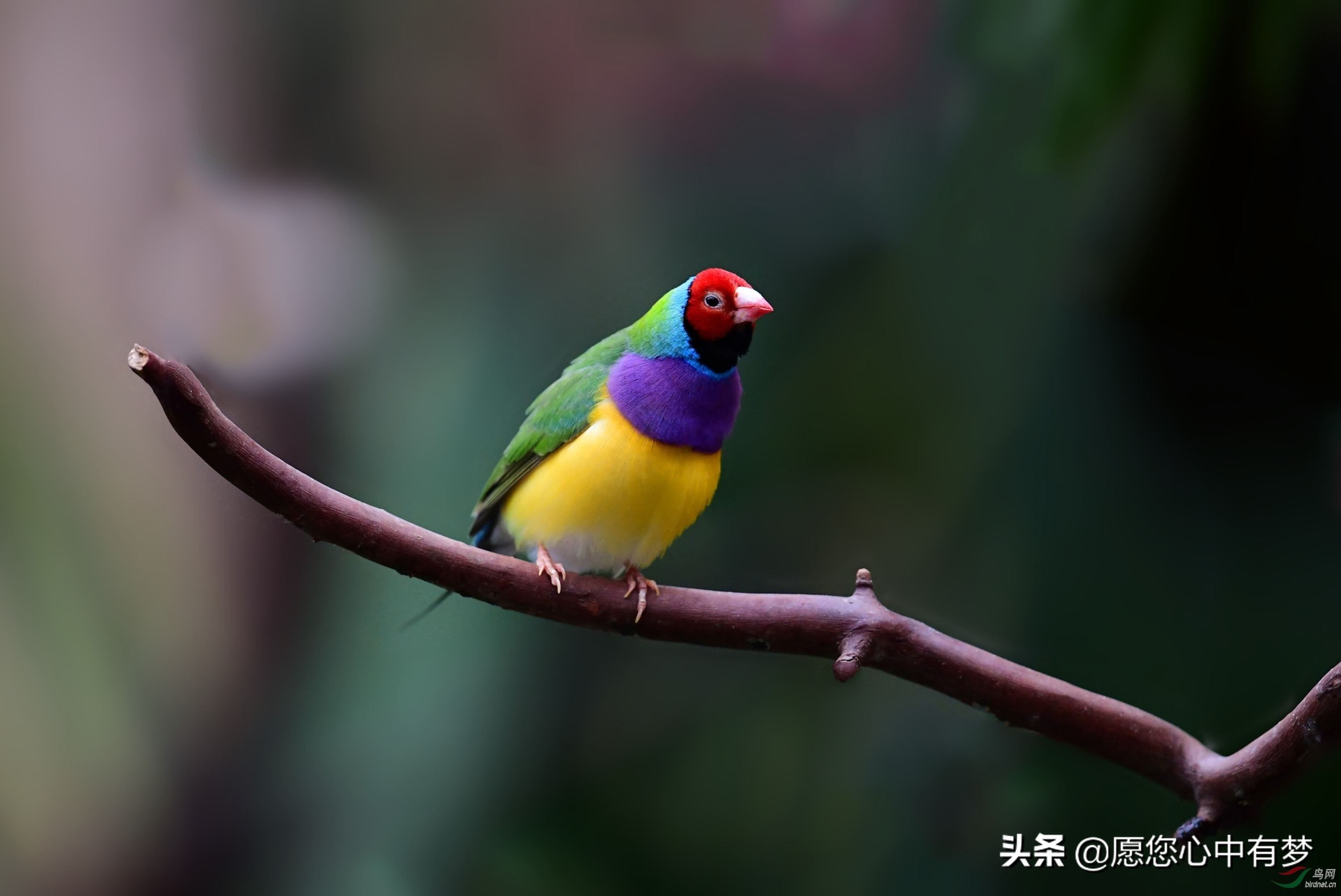 七彩文鸟疾病大全,七彩文鸟咳嗽的表现