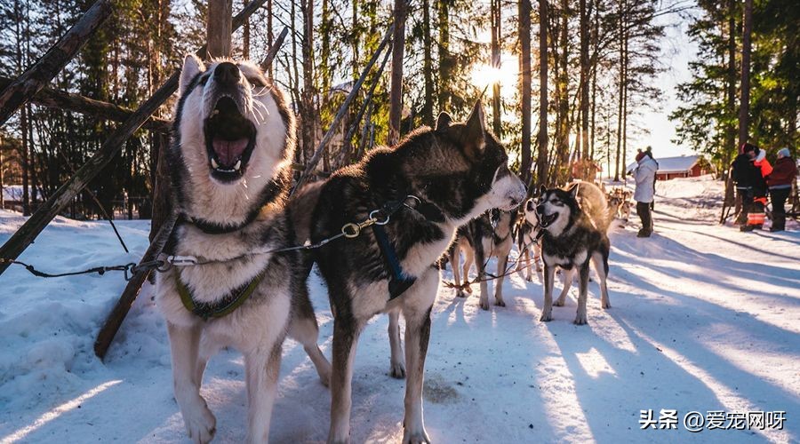 白色像泰迪一样的狗狗是什么品种,如何区分常见狗狗品种