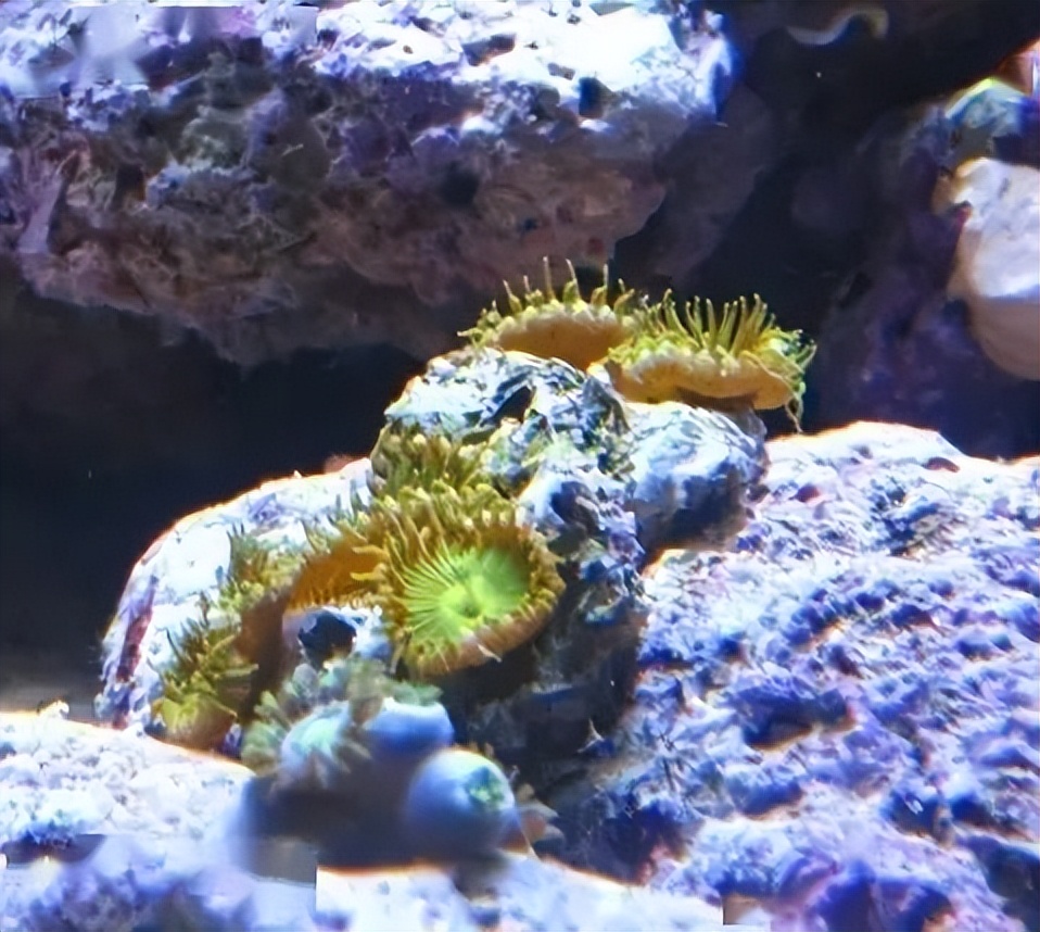 海水珊瑚缸鹦鹉螺,海水缸珊瑚视频大全