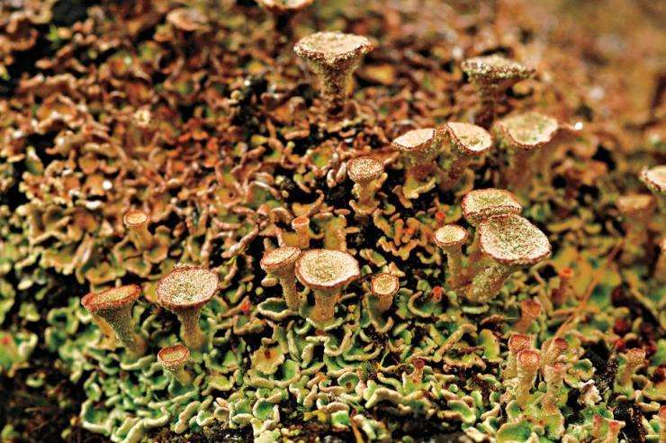 靠“种植”供养百万蚁族，天生长有金属牙齿，切叶蚁有多神奇？